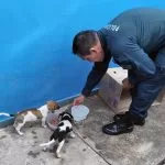 PMs resgatam cachorros abandonados dentro de saco de lixo em Corumbá | vídeo