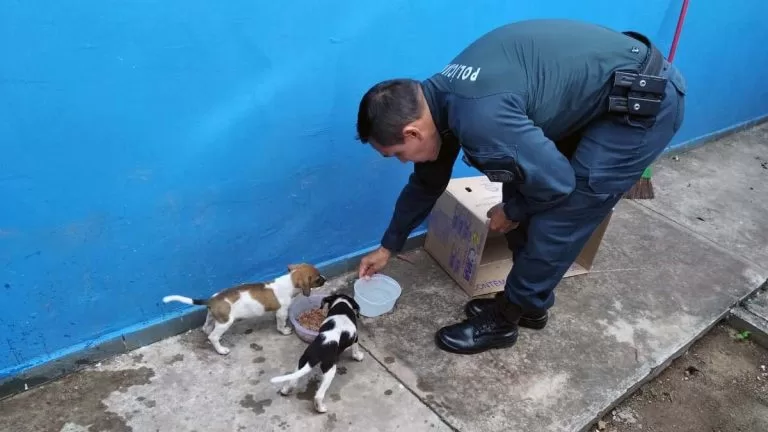 PMs resgatam cachorros abandonados dentro de saco de lixo em Corumbá | vídeo