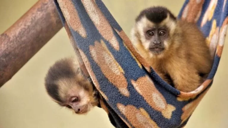 MS terá o maior hospital de animais silvestres da América Latina