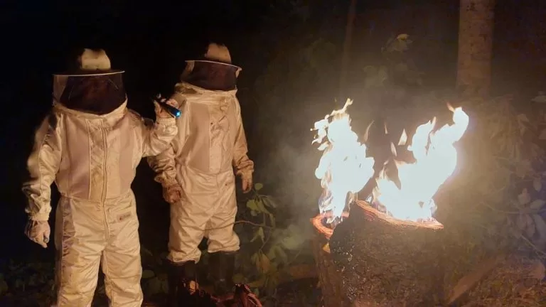 Corpo de Bombeiros concluem controle de enxame de abelhas na parte alta de Corumbá