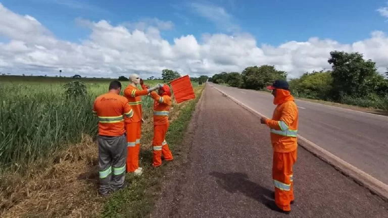 Programa Estrada Viva: Parceria entre PMA e IHP busca preservar a fauna na BR-262