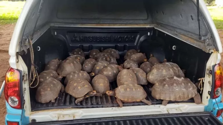 PMA recolhe jabutis mantidos ilegalmente em cativeiro em propriedade rural de MS