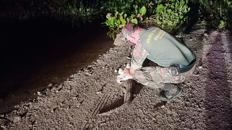 Jacaré adulto é resgatado em área urbana de Ladário