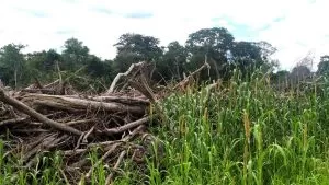 Leia mais sobre o artigo Homem é multado por exploração ilegal de madeira em assentamento de Corumbá