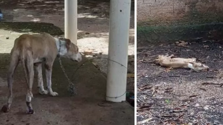 Polícia Civil de Corumbá prende autora de maus-tratos a animais em flagrante