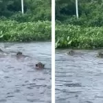 Pescadores flagram rara aparição de quatro onças-pintadas nadando no Rio Paraguai