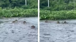 Leia mais sobre o artigo Pescadores flagram rara aparição de quatro onças-pintadas nadando no Rio Paraguai