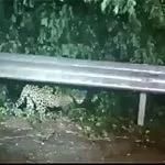 Onça-pintada é flagrada atravessando rodovia no Pantanal e IHP alerta motoristas | vídeo