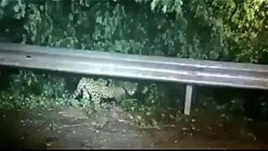 Leia mais sobre o artigo Onça-pintada é flagrada atravessando rodovia no Pantanal e IHP alerta motoristas | vídeo