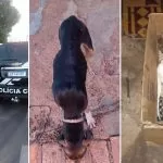 Sem comida e acorrentado, cachorro morre e outro é resgatado pela Polícia Civil de Corumbá