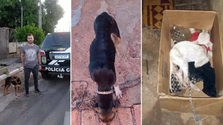 Sem comida e acorrentado, cachorro morre e outro é resgatado pela Polícia Civil de Corumbá