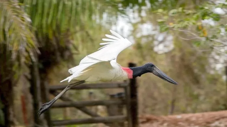 Fundtur-MS participa da Convenção Schultz para promover turismo de MS