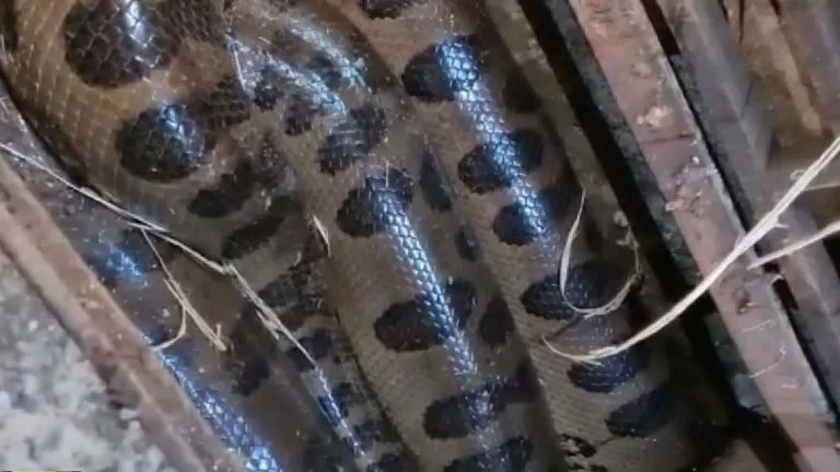 Moradores encontram Sucuri gigante em bueiro de rua em Bonito