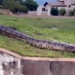 Sucuri gigante é filmada durante “passeio” em bairro residencial de Bonito