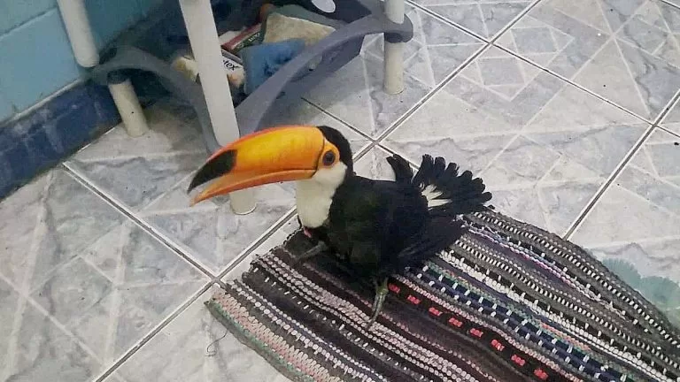 Tucano ferido por galinhas é resgatado por Policiais Ambientais em Corumbá