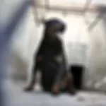 Rottweiler invade residência vizinha, ataca cão de estimação é contido pela polícia com arma não letal