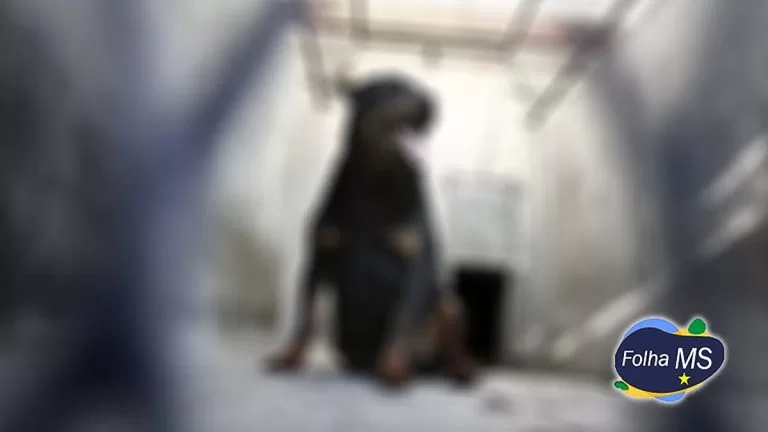 Rottweiler invade residência vizinha, ataca cão de estimação é contido pela polícia com arma não letal