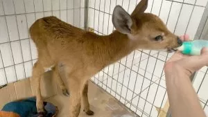 Leia mais sobre o artigo Polícia Ambiental resgata filhote de cervo abandonado à margem da BR-262