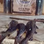 PMA monitora pontos de decoada no rio Paraguai para prevenir pesca predatória