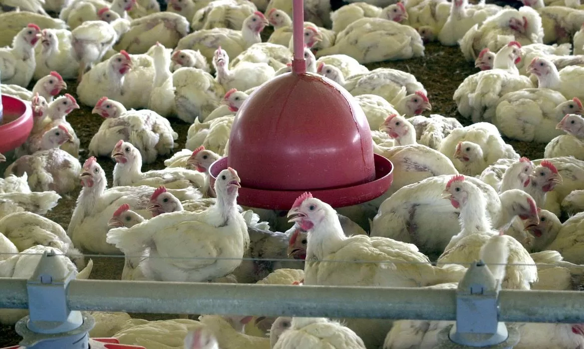 Japão suspende importação de produtos avícolas