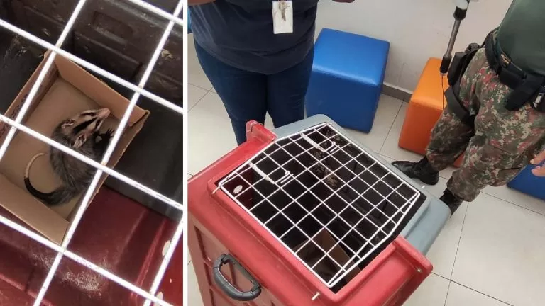 Gamba é capturado pela PMA dentro de sala de aula em Corumbá