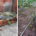 Bombeiros capturam jacaré dentro do quintal de casa em Ladário