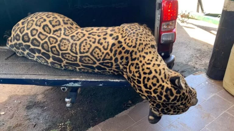 Polícia Ambiental de Miranda recolhe segunda onça-pintada atropelada na BR 262 em 2023