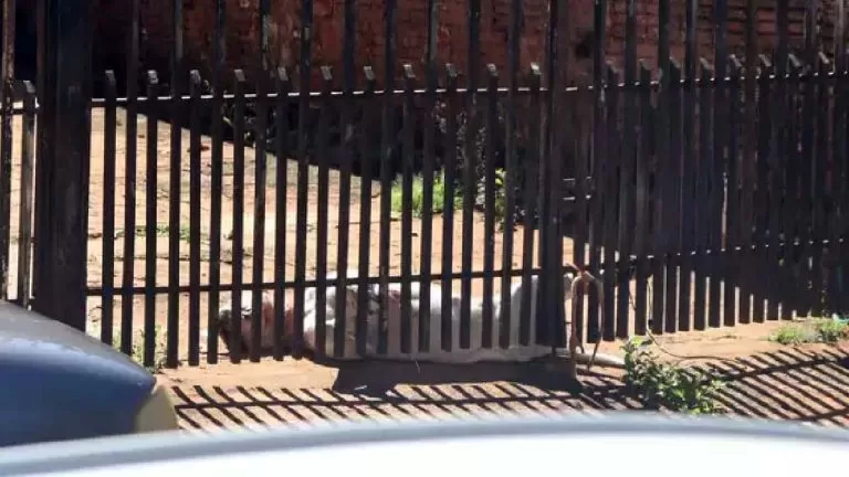 Homem sofre ataque de pitbull  e mata animal enforcado em Campo Grande