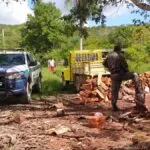 PMA flagra exploração ilegal de madeira em área de proteção ambiental em Corumbá