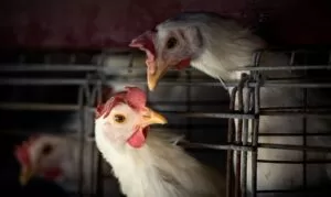 Leia mais sobre o artigo Gripe aviária leva Brasil a decretar emergência zoossanitária