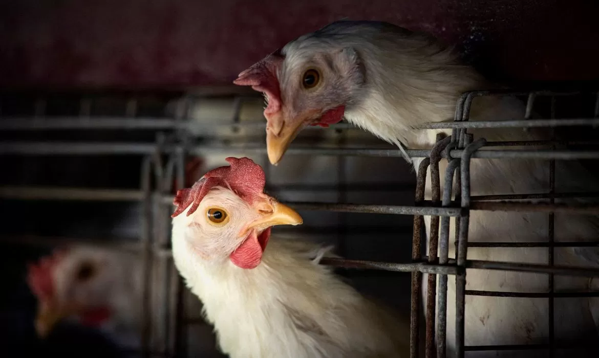 Você está visualizando atualmente Gripe aviária leva Brasil a decretar emergência zoossanitária