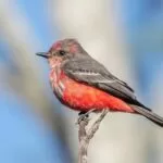 Avistar Brasil destaca MS como um dos principais destinos para observação de aves