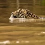 Comércio ilegal para o exterior ameaça a onça-pintada no Pantanal