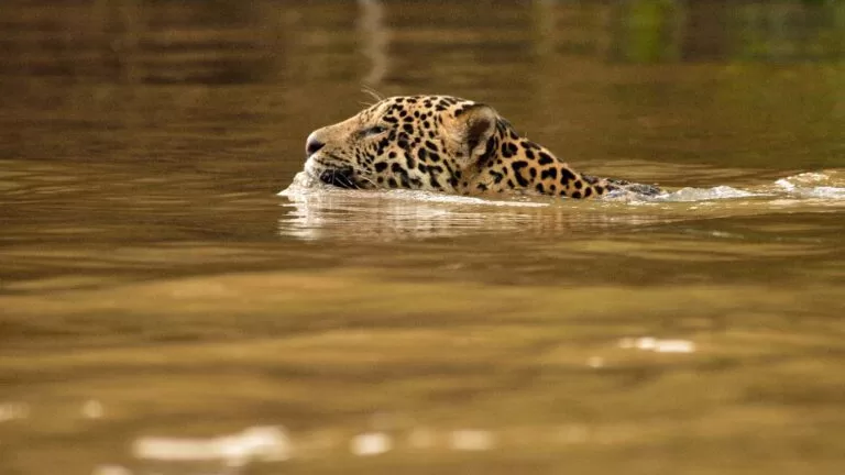Comércio ilegal para o exterior ameaça a onça-pintada no Pantanal