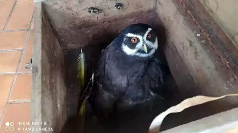 Coruja ameaçada de extinção é resgatada pela PMA em Campo Grande