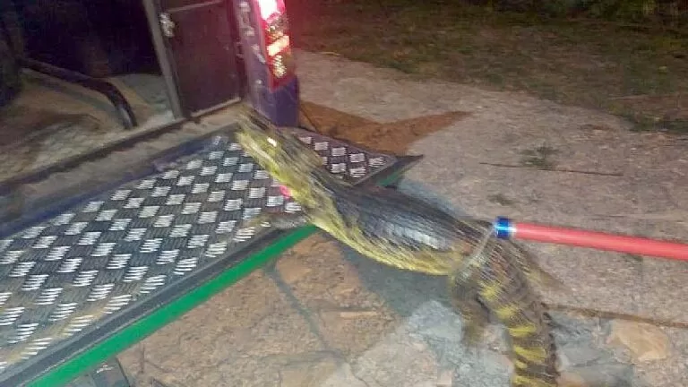 PMA captura jacaré que apareceu dentro de condomínio em Ladário