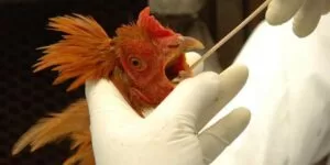 Leia mais sobre o artigo Saúde monitora primeiro caso suspeito de gripe aviária em humano