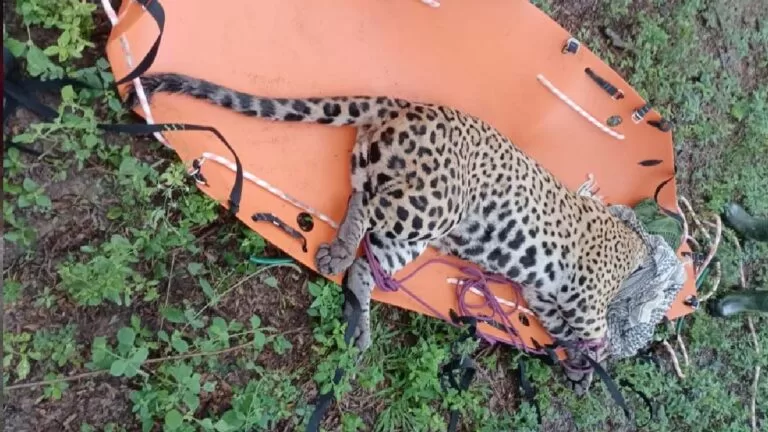 Resgate bem-sucedido: Onça-pintada e filhote retornam à natureza em Ladário