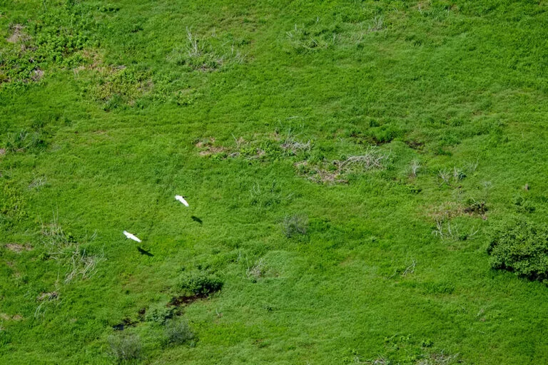 Audiência Pública debate substituição de pastagem nativa em propriedade de Corumbá