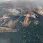 PMA fiscaliza pontos de decoada no rio Paraguai e alerta para respeito às normas de pesca