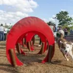 Campo Grande terá 1º parque especialmente projetado para cães