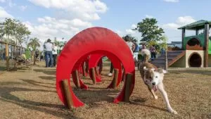 Leia mais sobre o artigo Campo Grande terá 1º parque especialmente projetado para cães