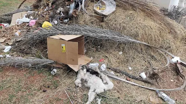 Sem limpeza e manutenção praça histórica vira lixão a céu aberto em Corumbá | Opinião