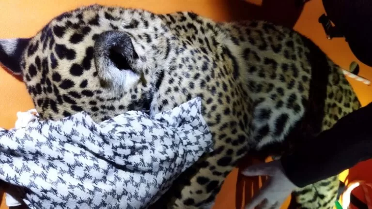 Filhote de onça-pintada é solta após operação de resgate em Ladário | vídeo