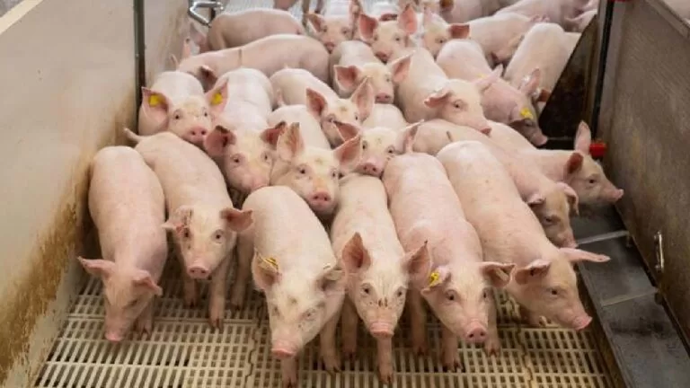 Setor de Suinocultura planeja investir quase R$ 1 bilhão em Mato Grosso do Sul