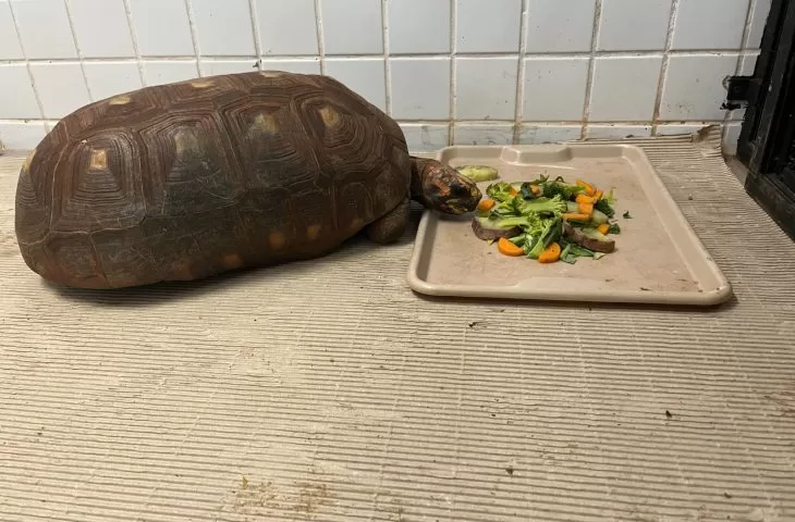 Leia mais sobre o artigo Cuidados especiais garantem conforto aos animais no Bioparque Pantanal durante os dias frios