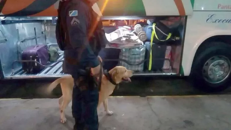 Mulher é presa com mais de um quilo de cocaína na BR-262