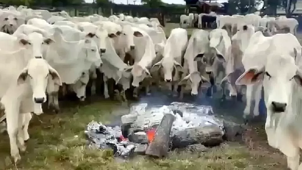 fogueira para gado