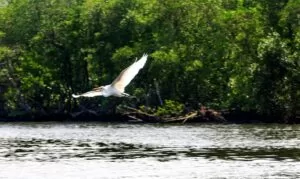 Leia mais sobre o artigo Gripe aviária: Espírito Santo proíbe turistas em ilhas de Vitória