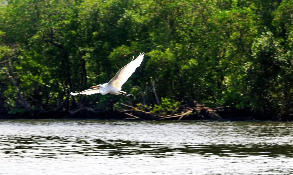 Leia mais sobre o artigo Gripe aviária: Espírito Santo proíbe turistas em ilhas de Vitória